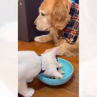 子猫が大型犬のごはんを『カツアゲ』した結果…まさかの切なすぎる表情に爆笑の声「物言いたげな横顔ｗ」「めちゃくちゃ耐えてるｗ」と43万再生
