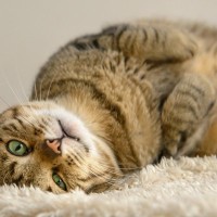 猫の『メンタルの不調』がもたらす3つの健康トラブル　精神的に弱った愛猫を襲う病気とは？
