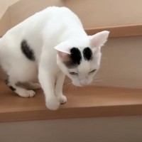 よくお喋りする猫が階段から降りてきたと思ったら…まさかの『効果音を喋りだす光景』が13万再生「完全にベートーヴェン」「天才」と絶賛