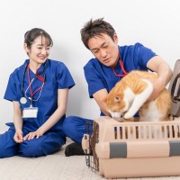 『動物病院がニガテな猫』の通院ストレスを減らしたい！試したい5つのアイデア