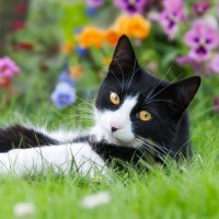 猫のいる部屋には厳禁の『危険すぎる5つの植物』理由や誤飲した場合の症状を解説