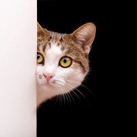 猫が『舌打ち』に反応するのはなぜ？考えられる6つの理由　なかには失神する場合も…