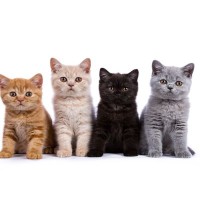 ソックリすぎる！『見た目が似ている猫種』8選　それぞれの特長と見分ける方法をご紹介