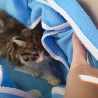 何かが車のまえを横切ったかと思ったら…突然現れた子猫との『半年間の軌跡』に感動の声続出「神様から贈られた宝物」「涙が自然に溢れてきた」