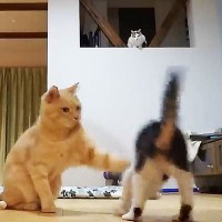 『新入り猫』が先輩達に挨拶しにいったら…まさかの『厳しすぎる洗礼』が5.4万再生「手厳しい～ｗ」「気に入られることを祈るよ…！」応援の声