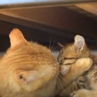 保護子猫をわが子のようにかわいがった先住猫の１週間…本物の親子のように寄り添う『2匹の様子』が254万再生「感動した」「すっごい愛しい」