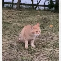 人間にイジメられている野良猫を発見→『一緒に幸せになろう』とつれて帰った日から2年…泣ける光景が129万再生「ウルっときた」「感動で涙」