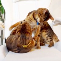 猫の親子が『ゲーミングチェア』を取り合って喧嘩した結果…まさかの微笑ましすぎる光景に「何やってても可愛い」「仲が良いのか悪いのかｗ」の声