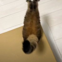 ダンボール箱に穴をあけて猫と遊んでいたら…衝撃的すぎる『まさかの光景』に爆笑の声続出「お腹痛いｗｗ」「涙でるほど笑った」と6万再生