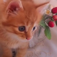 瀕死の状態だった子猫を保護して『10年育成』した結果…衝撃の変貌ぶりが素敵すぎると185万再生「とても凛々しい」「ライオンみたい」