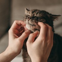 猫の性格は『4つのタイプ』に分類される！甘えん坊、ツンデレ…それぞれとのうまい付き合い方も