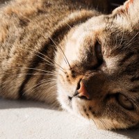 不機嫌な猫に『機嫌を直してもらう』3つの方法　“何もしない”もひとつの手かも？