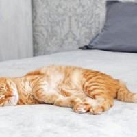 猫との暮らしで身についた『大切な人生訓』5選　猫たちの生き様から教わったこととは？