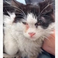 父の墓のまえで出会ったガリガリの子猫を保護→幸せいっぱいな『３ヶ月後の光景』に感動すると135万再生「見違えるほど美猫」「素晴らしい」