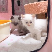 保護3日目の赤ちゃん猫たち→初めて『お部屋を探検させてみた』結果が…「可愛すぎて見てて飽きない」「何をしてもかわいい」と癒される人続出