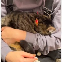 爪切りが嫌すぎた猫→終わったよと伝えると…めちゃくちゃ分かりやすく『拗ねてる様子』が95万再生「ううぅーんがかわい過ぎ」「訴えてるｗｗ」