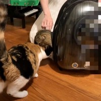 夫婦猫が久しぶりに再会した結果……まさかの『2匹の反応』が感動的すぎると50万再生「素敵な夫婦」「なんか泣きそうになった」