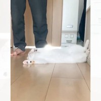 甘えたいときは勢いよく倒れていた子猫時代→現在は……まさかのビフォーアフターが180万再生「すごい音でてるｗｗ」「勢いよすぎｗ」