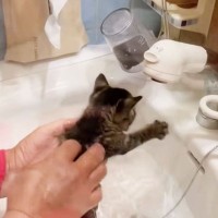 父が子猫を『初めてのお風呂』入れてたら、先住猫が心配して…想定外な『まさかの光景』に「シュールｗ」「腰がｗｗ」爆笑の声 18万再生突破