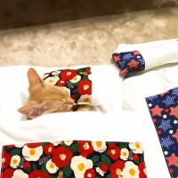 『猫用の布団』を買ったら、子猫が…まさかの『人間みたいな寝顔』が5万再生「枕の使い方が100点」「お布団かわいいいいい！！」の声