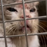 『ボロボロの体で現れた』野良猫との出会いから1ヶ月…驚きの変化に涙があふれでると11万再生「優しさに感動」「本当にすごい」の声