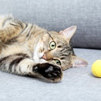 『運動したがらない猫』を遊ばせるための秘策3つ　そもそもなぜ動きたがらない？