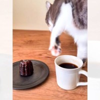 カヌレとコーヒーを用意していい気分だったのに、猫が…"まさかの光景"が199万再生「ちゃんと嗅いだのにｗ」「複雑な気持ちになるよねｗ」