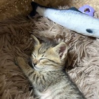 『大きくなりすぎじゃない…？』クッションの上で眠る子猫の半年後→驚きの急成長に3万いいね「魚が小さくなってる気も」「お気に入りなんだね」