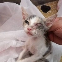 『ひどい状態で捨てられた子猫』が保護された結果→劇的に変化した"現在の姿"が……「愛の力は凄い」「幸せそう」と2万人がいいね