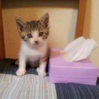 こんなに小さかった猫が、どうして…予想外の成長をとげた『現在の姿』がSNSで話題に　「立派になってｗ」「愛が詰まってる」と15万表示