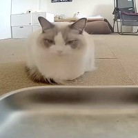 自動給餌器の前にいた猫→ごはんが出るまでじーっと待っていたら…あまりにも『切なすぎる瞬間』に思わず爆笑「理不尽で笑った」「えぇぇぇｗ」