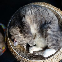 猫がコローンと『体をまんまるにして眠る』ワケとは？考えられる3つの理由