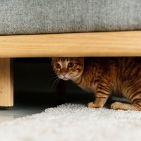 猫があなたになかなか『心を開かない』5つの理由　どうすれば仲良くなれる？