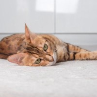 猫が床に『落ちている』姿を多能できる4つのシーン　夏の暑い時期だけじゃない！