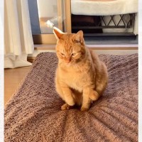 布団の上にいる猫が動きだしたかと思ったら…リズミカルに『お尻をこすりつけていく光景』に爆笑「白色は危険だねｗ」「確かに臭い」と91万再生