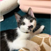 猫が家族になった記念日→2年前の姿と比べてみたら…尊いビフォーアフターの様子が11万表示「どちらとも可愛い」「愛されて育ったのがわかる」