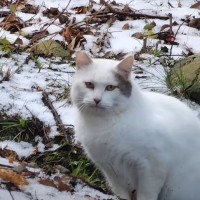 『一緒に帰ろう』山に捨てられた猫を保護しようとして２週間…泣かずにはいられない瞬間が92万再生「涙なくして見られない」「ぼろぼろ涙が」