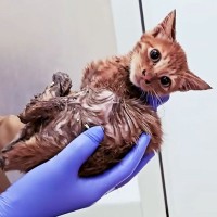 トリモチまみれの衰弱した子猫を保護→病院で『原因不明の病』が判明して…懸命に戦う姿に応援の声多数「頑張ろうね」「絶対大丈夫」11万再生