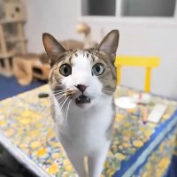 『普段は温厚な猫』なにやら不満があるようで…可愛すぎる『ブチギレ理由』にほっこり「鳴き声は可愛いけど激おこｗ」「あ､…納得ですｗ」の声