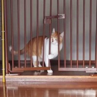 猫が脱走するので『家をリフォーム』したら…劇的『ビフォーアフター』が68万再生の大反響「何という事をしてくれたのでしょうｗ」「匠の技」