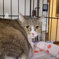 人間不信の引きこもり保護猫→実は『魔性の女』で……"まさかの結末"が14万再生「予想の上行ったｗ」「男を惑わす可愛いお目目…」