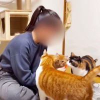 『保護した猫と妹の初対面』→仲良くなろうとした結果が…思わず笑顔になる微笑ましい光景が22万再生「可愛すぎる」「楽しそうでいいね」