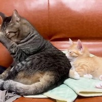 『臆病な先住猫』が新入り子猫に懐かれて…『可愛すぎるストーカー』のまさかの結末が7.8万再生「おもろいｗ」「母性本能が目覚めた？」