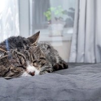 これだから『シニア猫』はステキ！年を取っている猫ならではの魅力4選