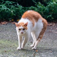 激おこだニャ…愛猫があなたに『本気で怒っている』ときのサイン5選　正しい対処法も