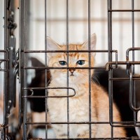 室内放し飼いの猫でも『ケージ』を持っていたほうがいい3つの理由　間違った使い方や選び方も解説