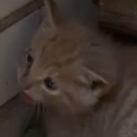 お店のまえで偶然出会った『ケガをしている子猫』保護した結果…数日間の変化に涙がでると11万8000再生「本当に奇跡」「なんて幸運」