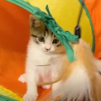 元気に遊び回るおてんばな子猫→動物病院につれていったら…愛おしすぎる『ギャップ』に反響続々「かわいいとしか表現のしようがない」
