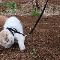 行方不明だった猫が、48キロ以上離れた「マック」で発見される　英国