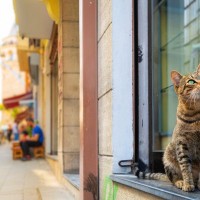 母猫が病気のわが子をつれていった場所は、一般病院の「救急受付」だった！トルコ